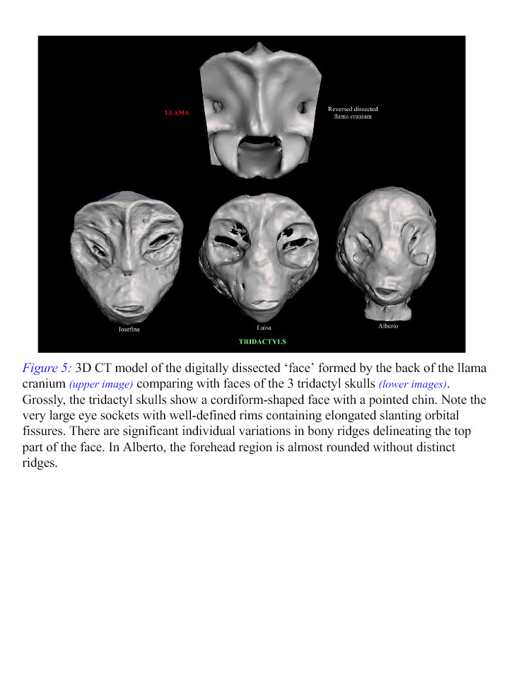 Figure 5 · Face comparison across three tridactyl skulls