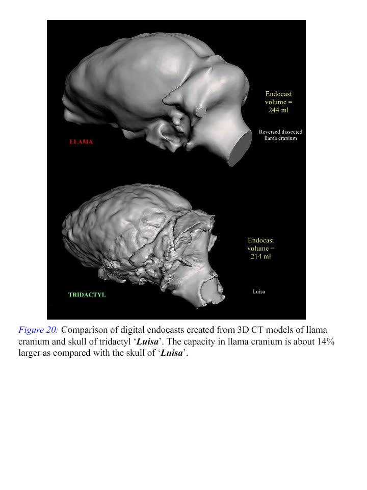 Figure 20 · Digital endocast comparison